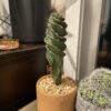 Cereus forbesii Spiralis – Image 5