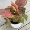 Syngonium Pink Marble – Image 2