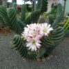 Cereus forbesii Spiralis – Image 6