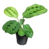 Maranta Lemon Lime