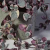 Chaine de Coeur (Ceropegia woodii) variegata – Image 4