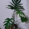 Philodendron mayoi XXL – Image 2