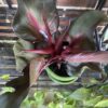 Philodendron Red Heart – Image 4
