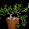 Fockea edulis – Image 3