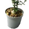 Fockea edulis