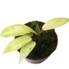 Philodendron Snowdrift