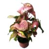 Syngonium Pink Marble