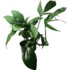 Rhaphidophora decursiva