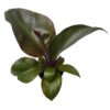 Philodendron Red Heart