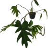 Philodendron mayoi XXL
