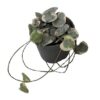 Chaine de Coeur (Ceropegia woodii) variegata