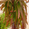 Rhipsalis ramulosa Red Coral – Image 5