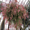 Rhipsalis ramulosa Red Coral – Image 4