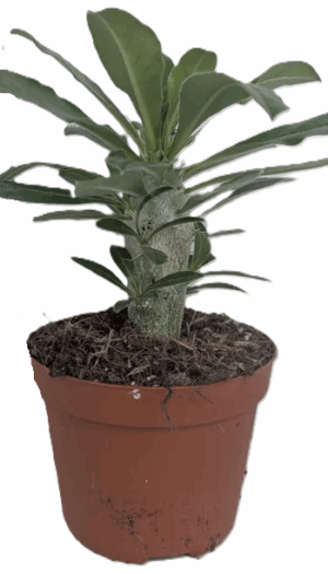 Pachypodium saundersii