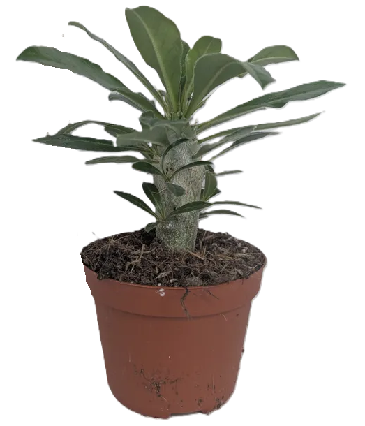 Pachypodium saundersii