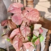 Syngonium Pink Marble – Image 6