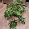Philodendron mayoi XXL – Image 5