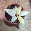 Philodendron Snowdrift – Image 3