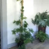 Philodendron mayoi XXL – Image 6