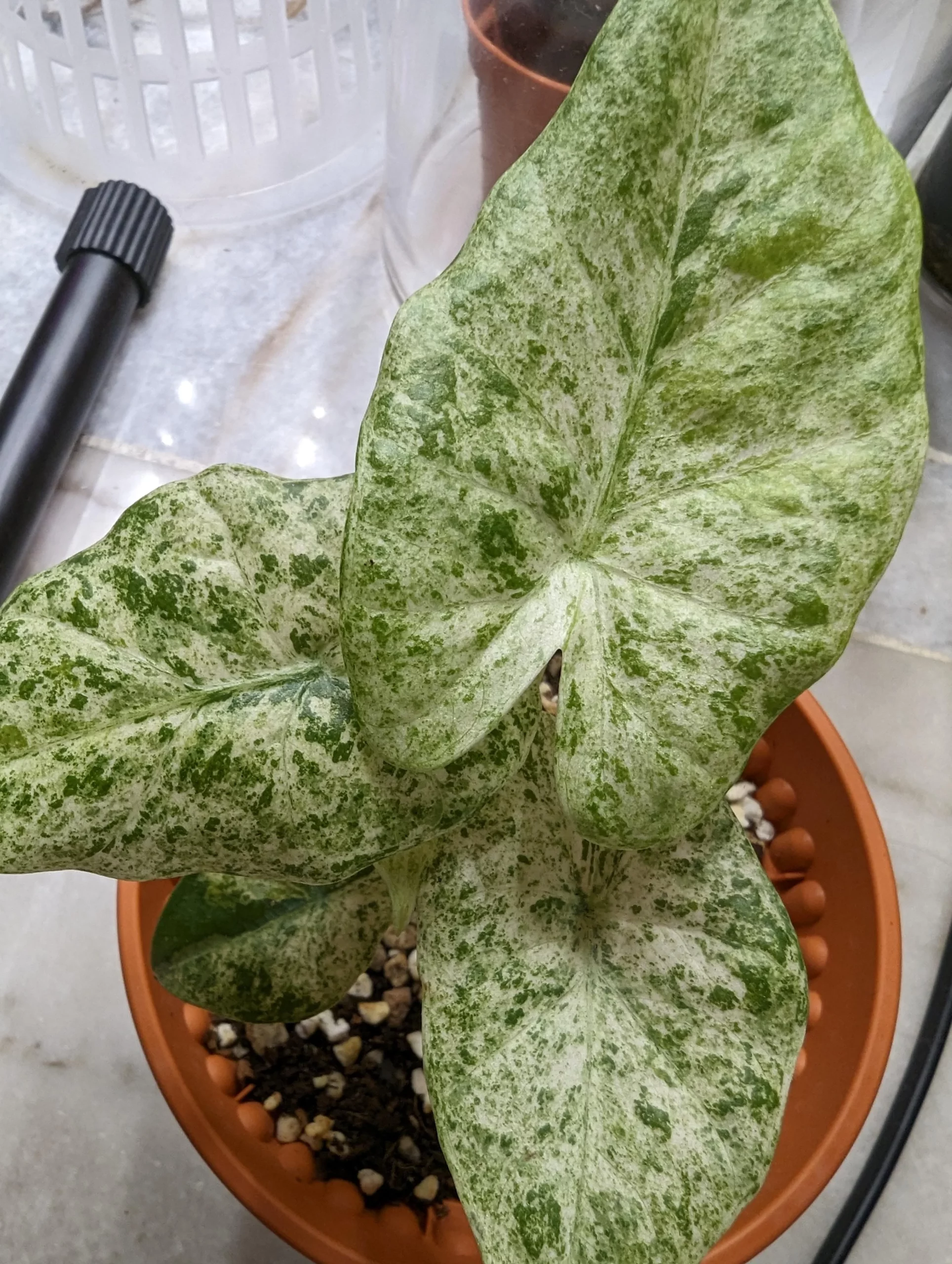 Alocasia macrorrhizos Splash