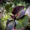 Philodendron Red Heart – Image 6