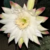 Cereus forbesii Spiralis – Image 7