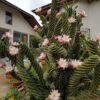 Cereus forbesii Spiralis – Image 2