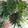 Philodendron mayoi XXL – Image 7