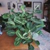 Maranta Lemon Lime – Image 5