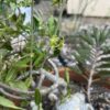 Fockea edulis – Image 7