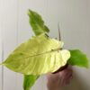 Philodendron Snowdrift – Image 2
