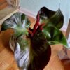 Philodendron Red Heart – Image 7