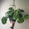 Maranta Lemon Lime – Image 6