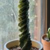 Cereus forbesii Spiralis – Image 3