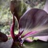 Philodendron Red Heart – Image 3