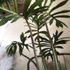 Philodendron mayoi XXL – Image 8