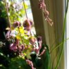 Chaine de Coeur (Ceropegia woodii) variegata – Image 5