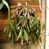 Rhipsalis ramulosa Red Coral – Image 3