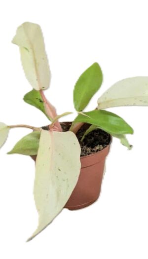 Philodendron Snowdrift