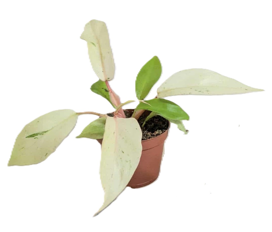 Philodendron Snowdrift