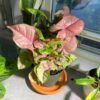 Syngonium Pink Marble – Image 3