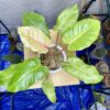 Philodendron Snowdrift – Image 5