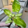 Philodendron Snowdrift – Image 6