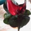 Philodendron Red Heart – Image 2