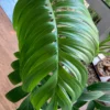 Rhaphidophora decursiva – Image 5