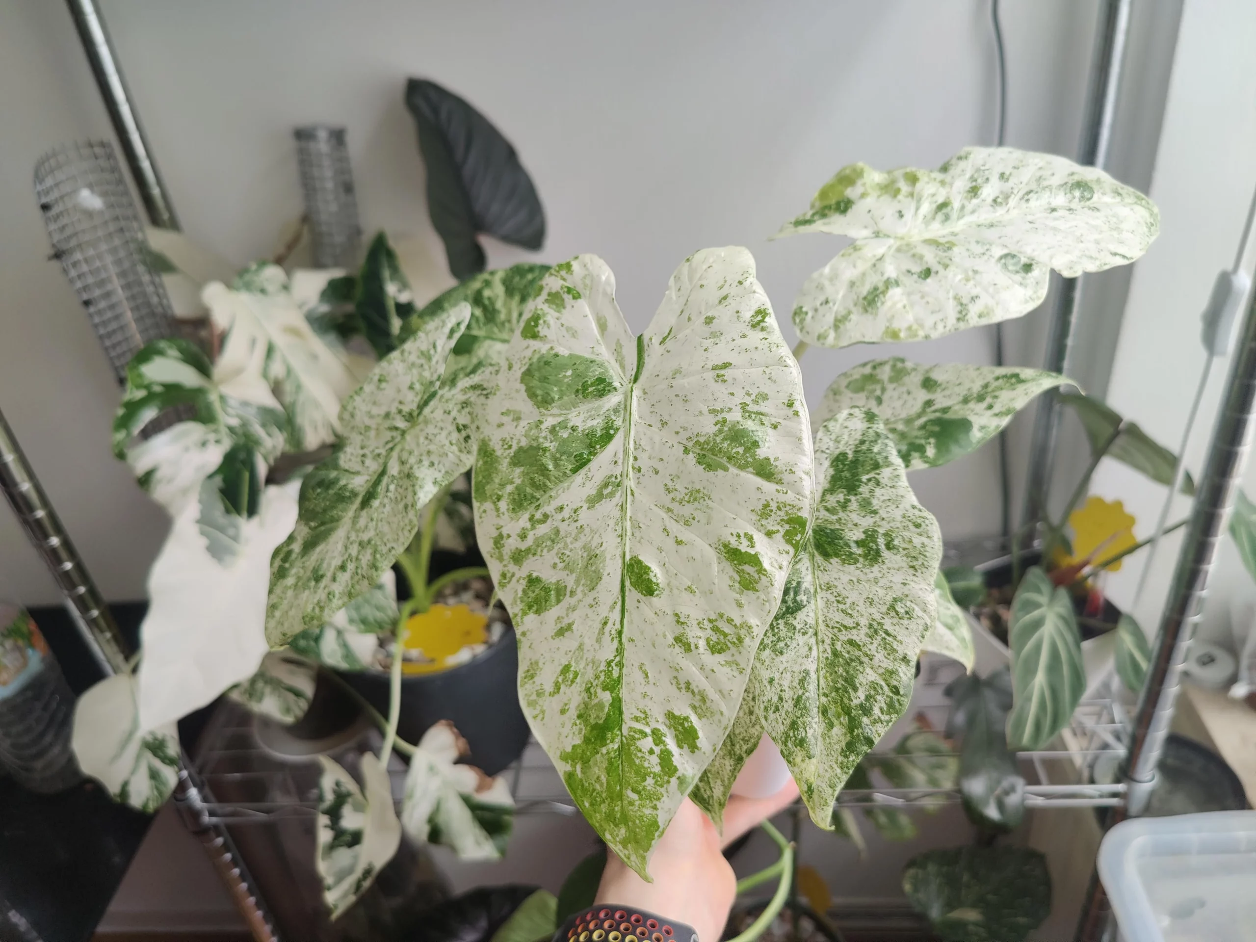 Alocasia macrorrhizos Splash