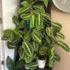Maranta Lemon Lime – Image 2