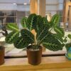 Maranta Lemon Lime – Image 4