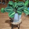 Maranta Lemon Lime – Image 3