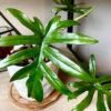 Philodendron mayoi XXL – Image 9
